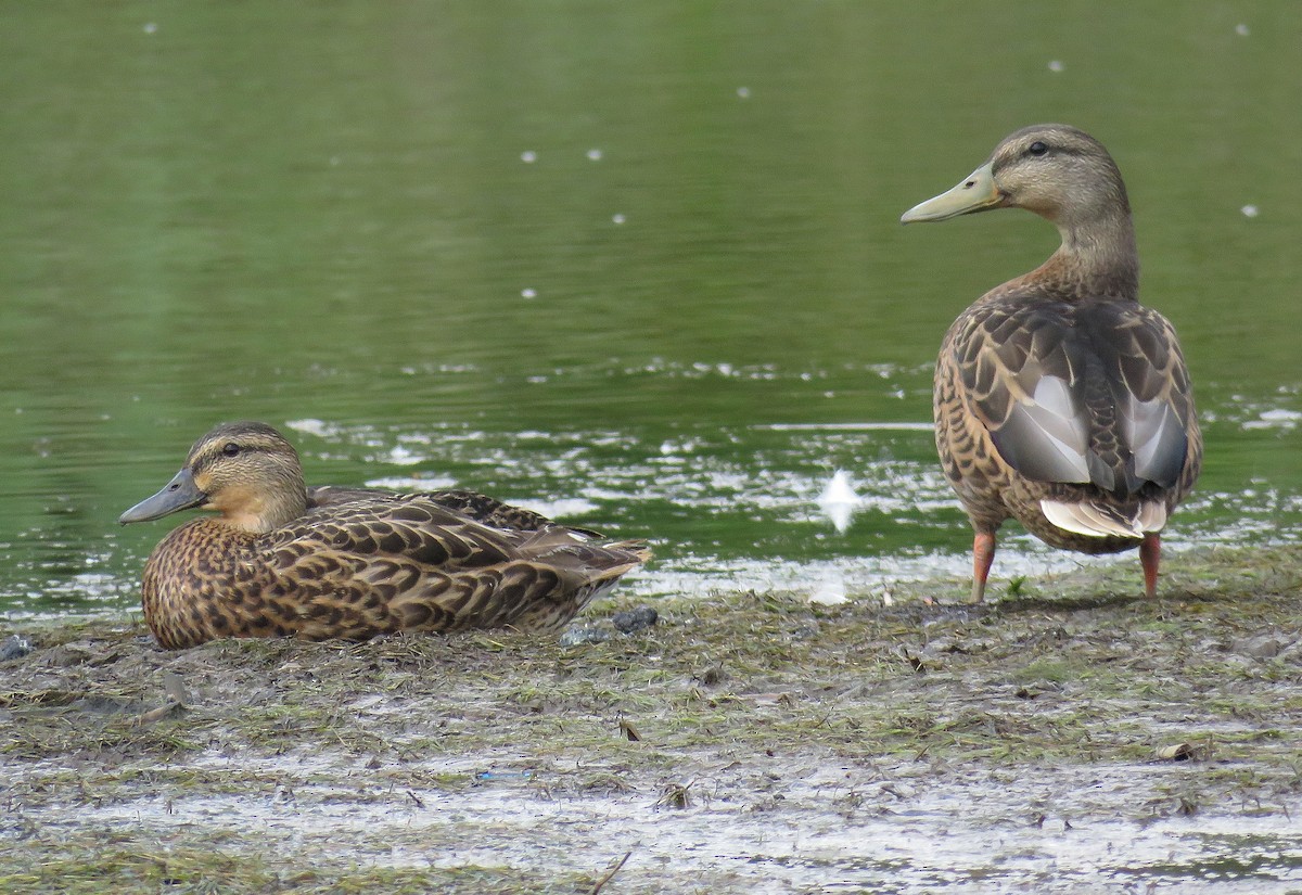 Canard colvert - ML171175371