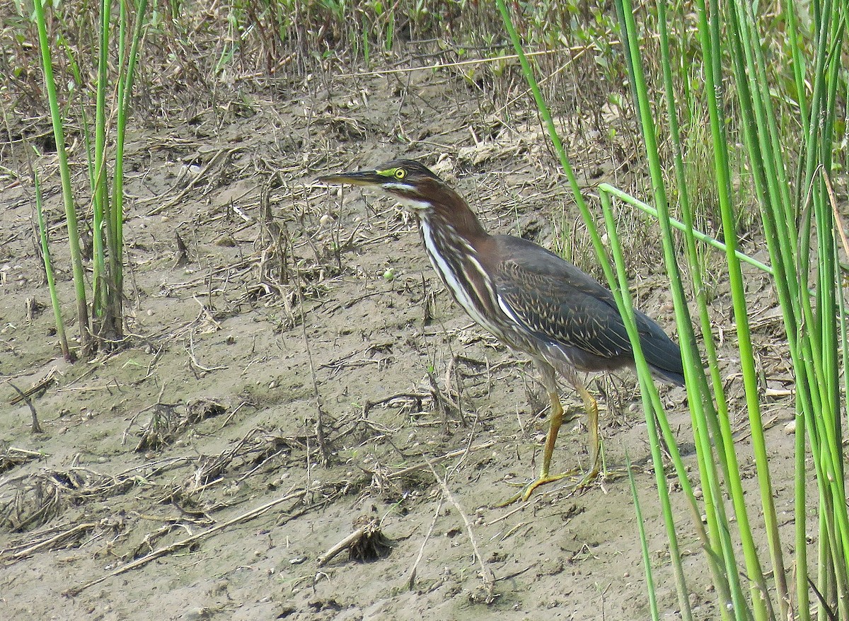 Green Heron - ML171175411