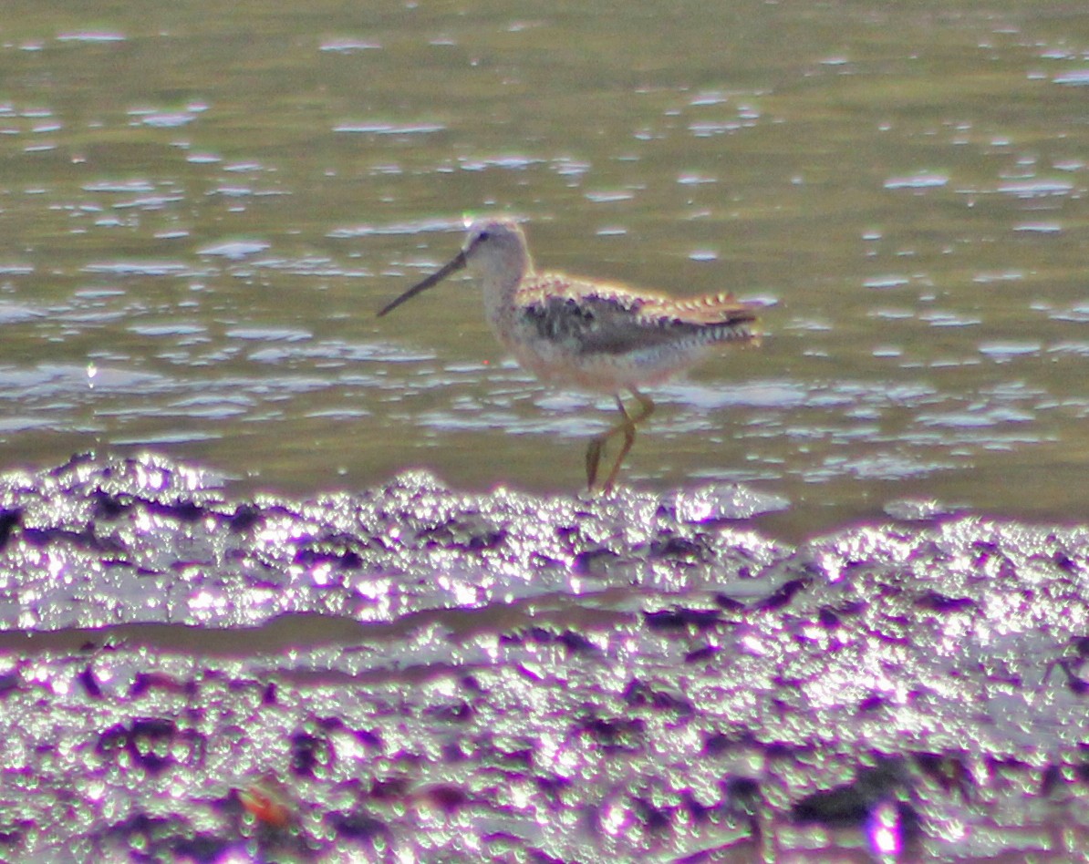 Short-billed Dowitcher - Mario Trejo