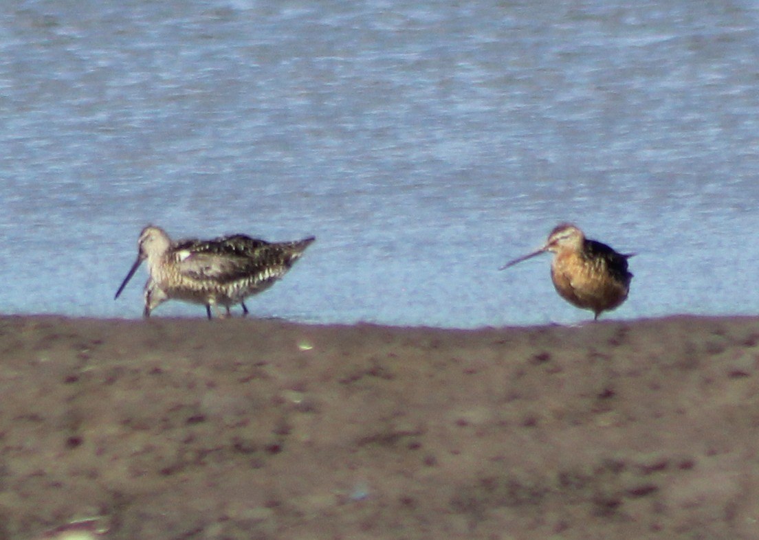 Short-billed Dowitcher - Mario Trejo