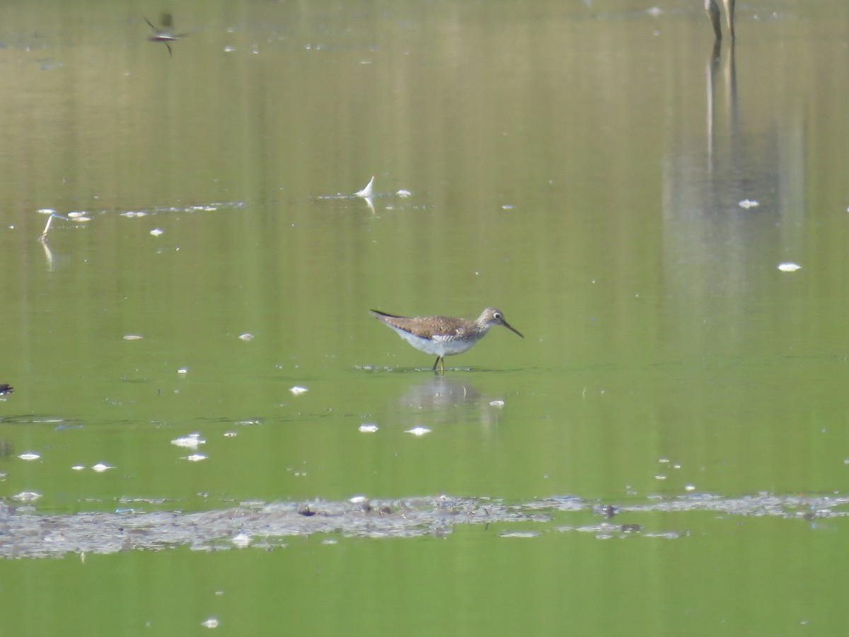 Solitary Sandpiper - ML171175871