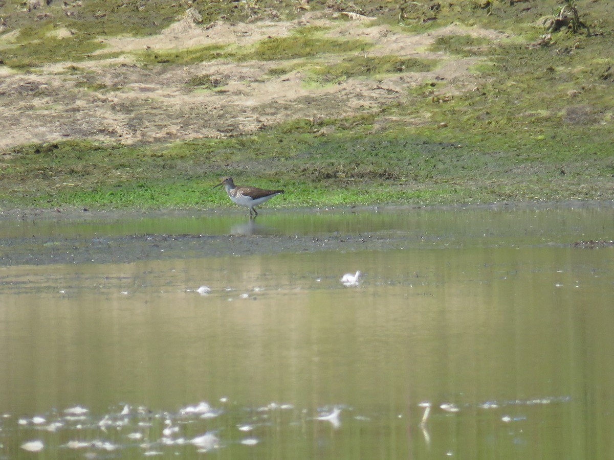 Solitary Sandpiper - ML171175931