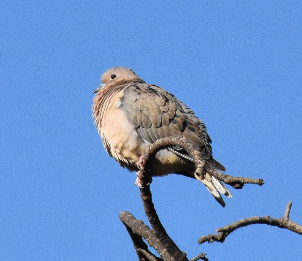 Eared Dove - ML171176061