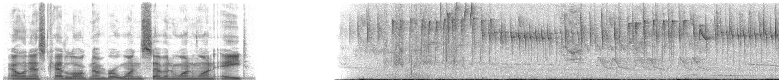 Calliste syacou - ML17118