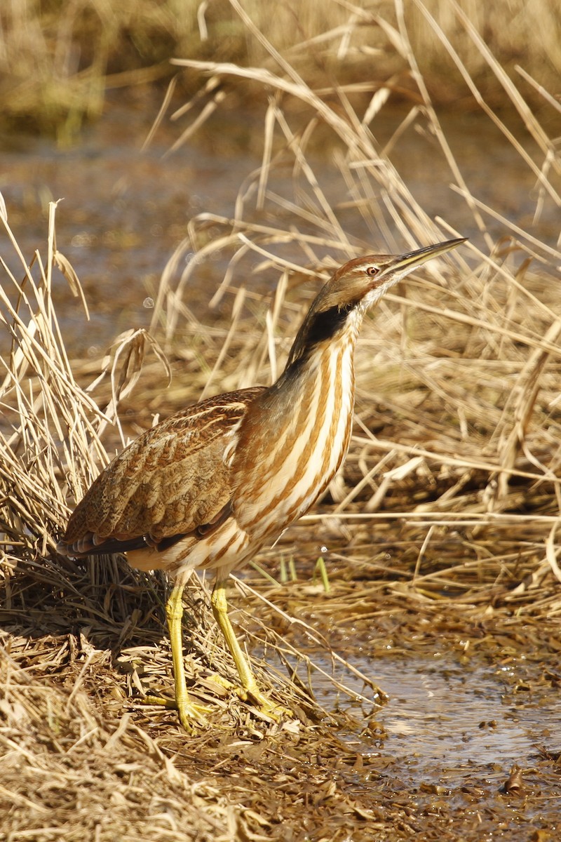 American Bittern - Shayne Kaye