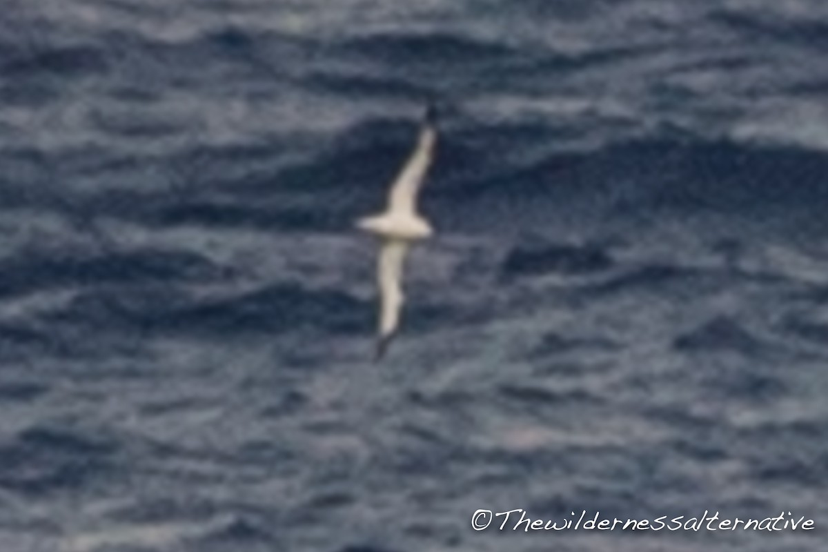 White-necked Petrel - ML171180681