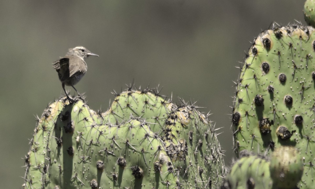 Bewick's Wren - ML171180881