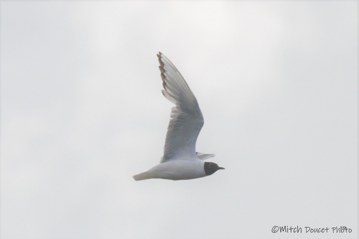 Bonaparte's Gull - Mitch (Michel) Doucet