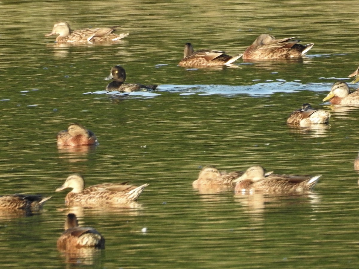 鳳頭潛鴨 - ML171181751