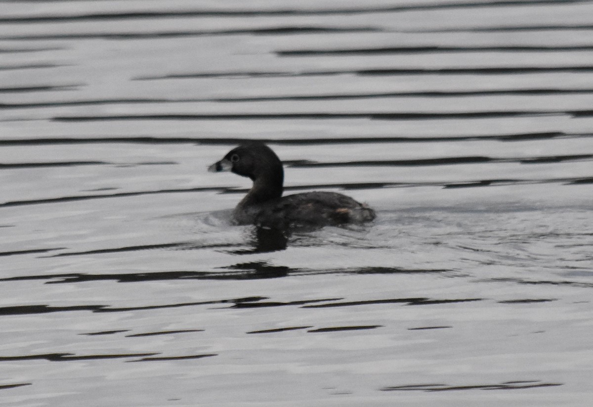 Pied-billed Grebe - andres ebel