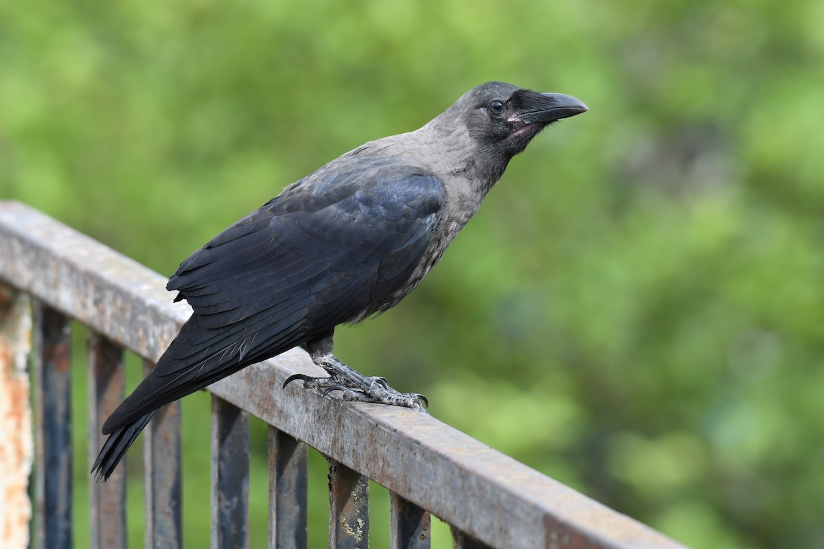 House Crow - ML171185421