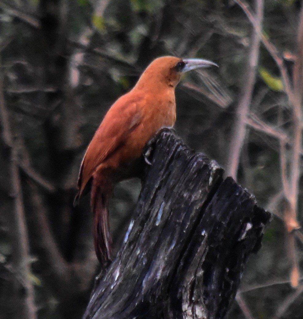 Great Rufous Woodcreeper - ML171185861