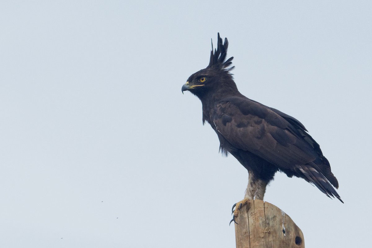 Long-crested Eagle - Vincent Wang