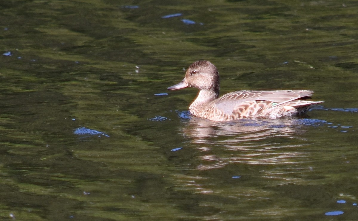 Green-winged Teal - ML171187041