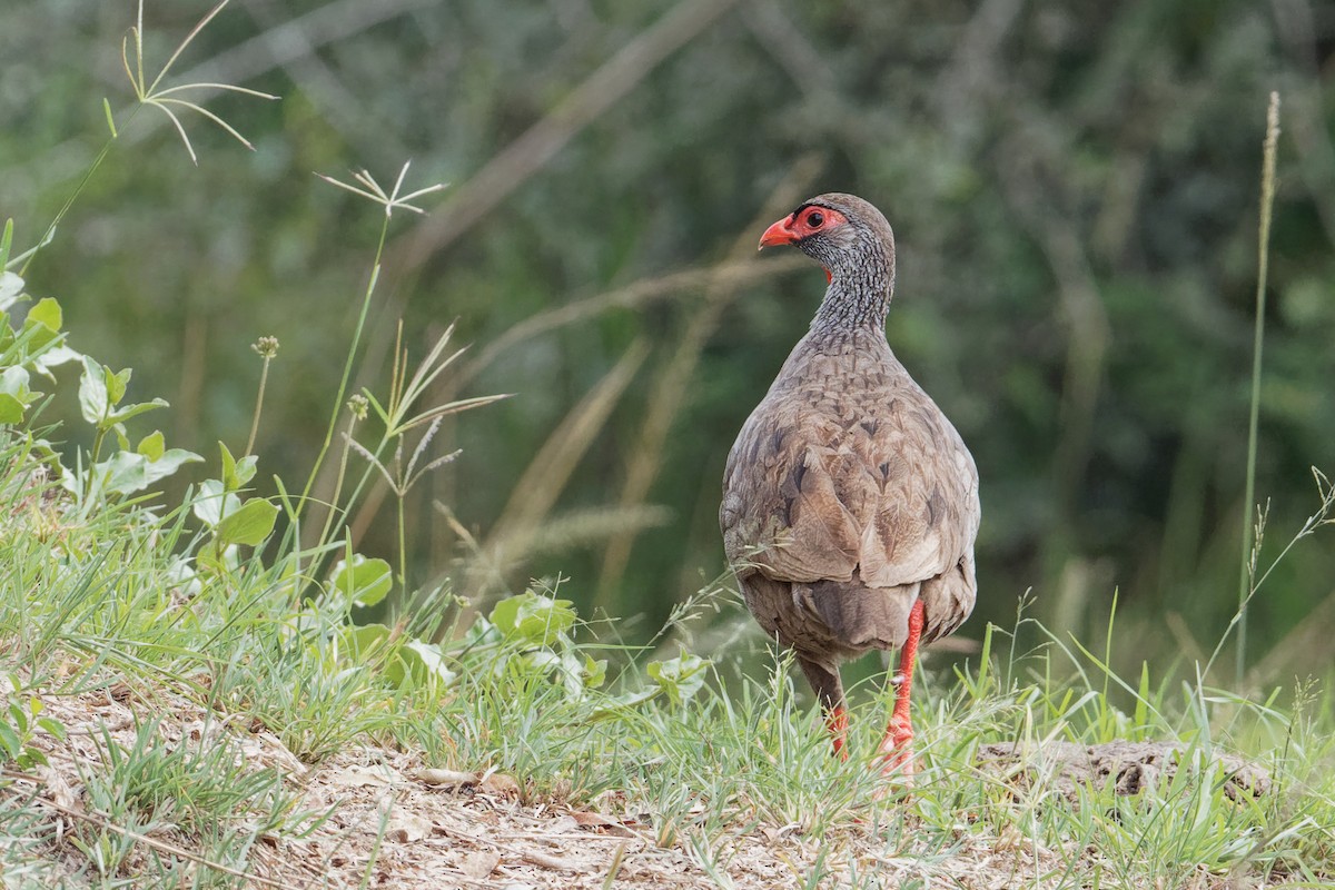 Red-necked Spurfowl (Cranch's) - ML171188101