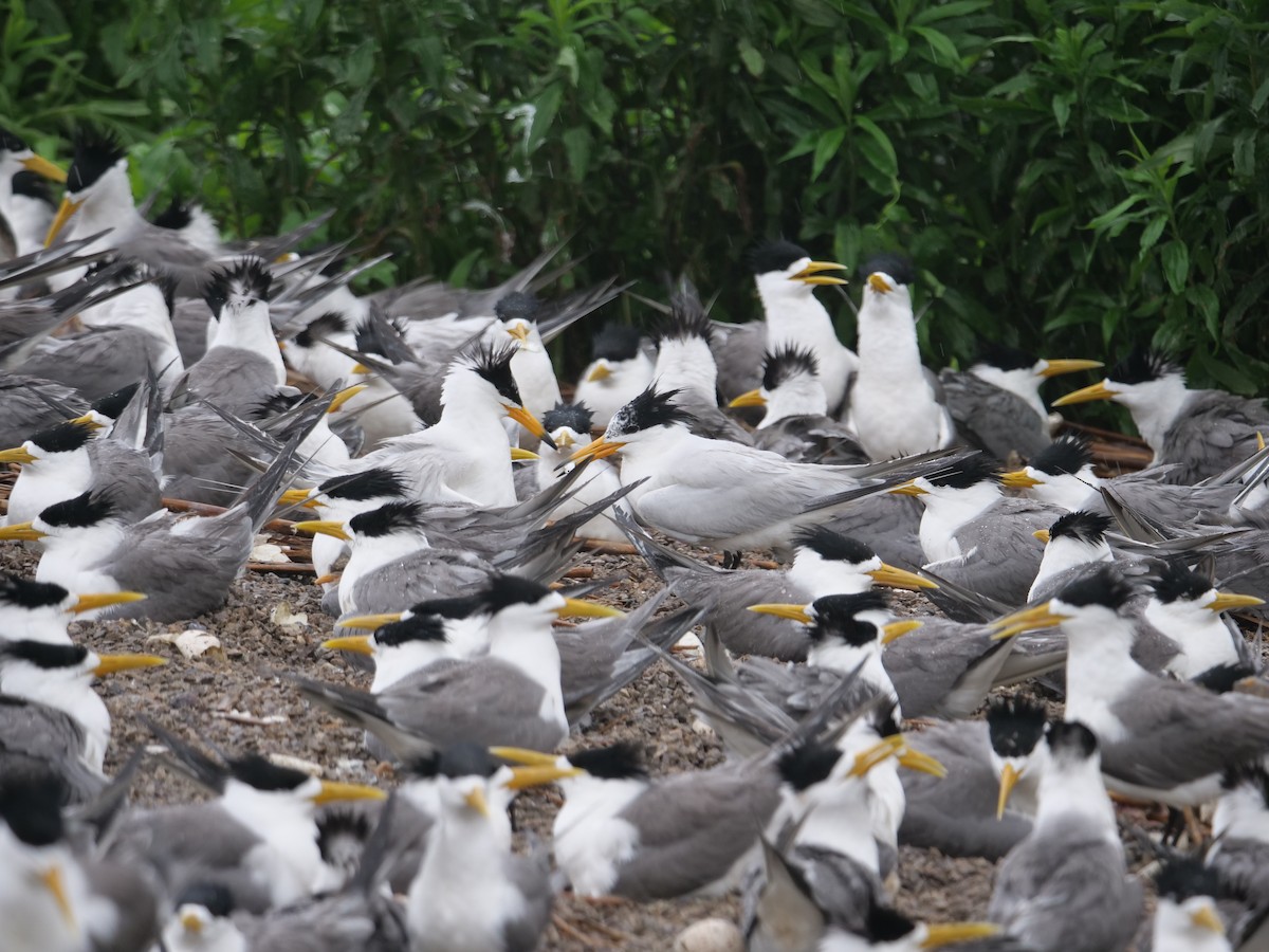 Chinese Crested Tern - ML171188281