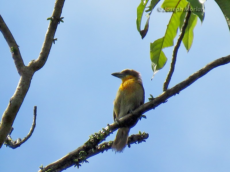 Kırmızı Tepeli Barbet - ML171189081