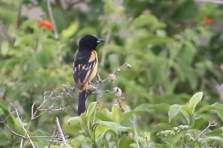 Orchard Oriole (Fuertes's) - Mark L. Hoffman