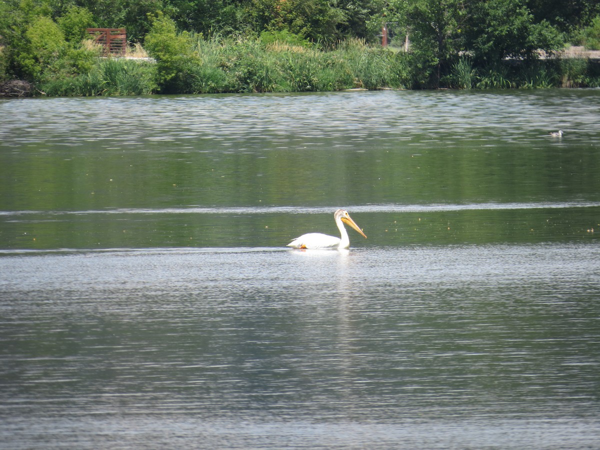 American White Pelican - ML171189571