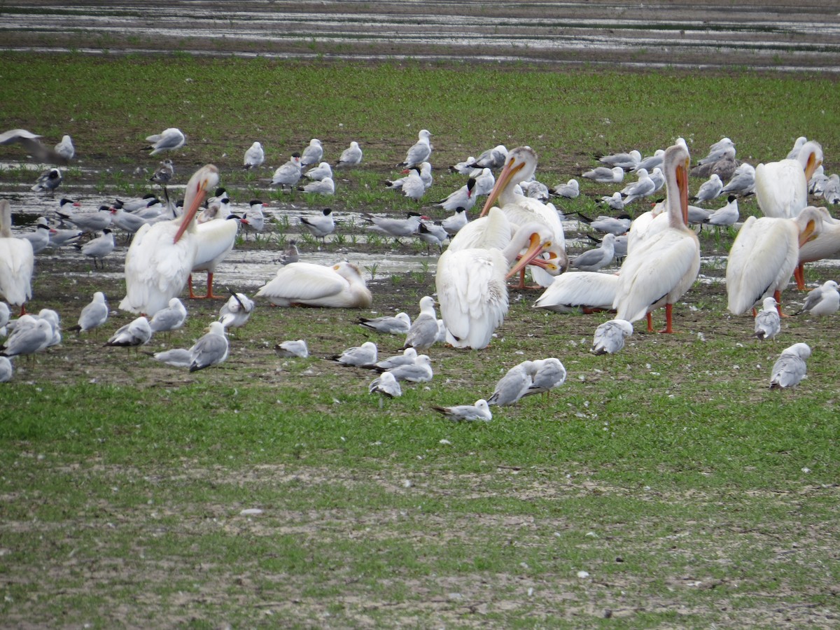 American White Pelican - ML171189661