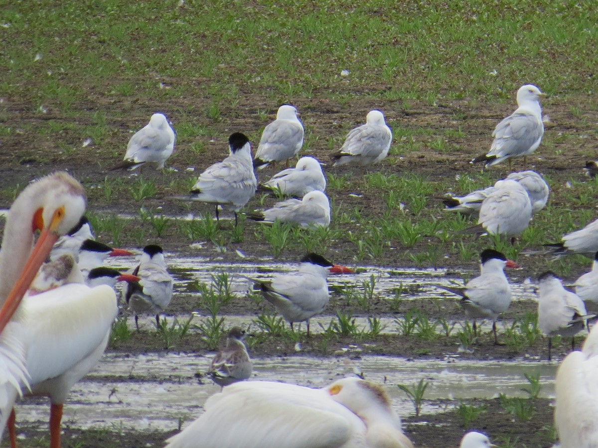 Caspian Tern - Drew Meyer