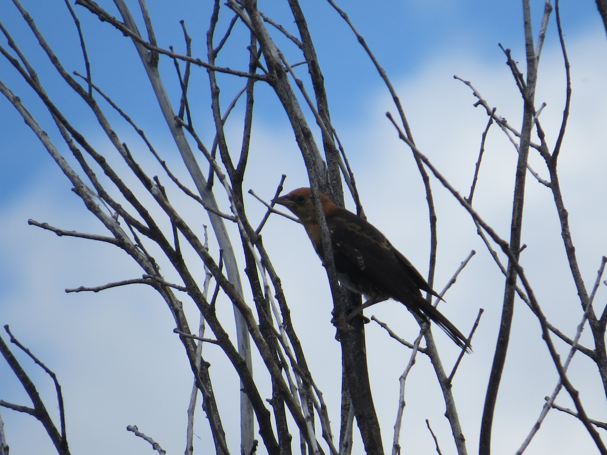 Yellow-headed Blackbird - ML171189771