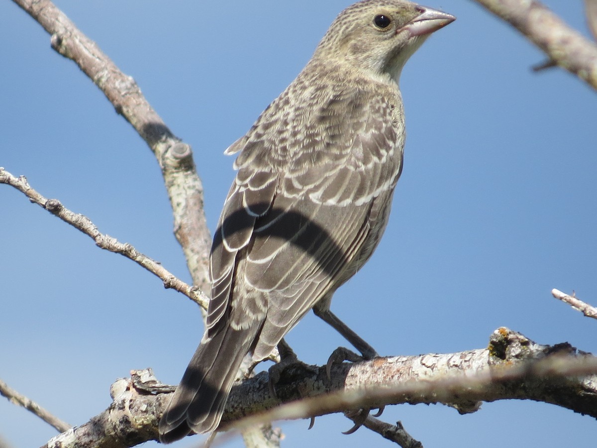 Brown-headed Cowbird - Drew Meyer