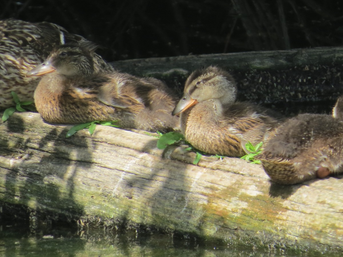 Canard colvert - ML171190161