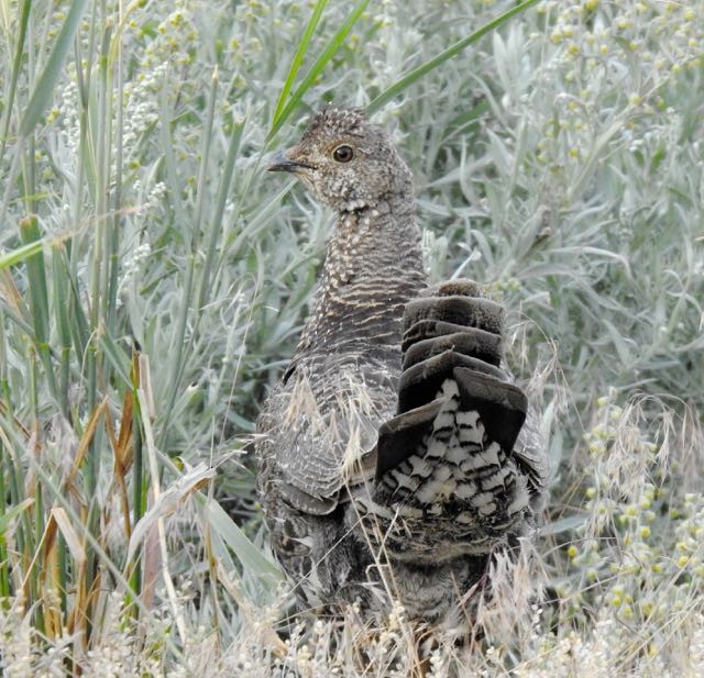 Dusky Grouse - Vern Tunnell