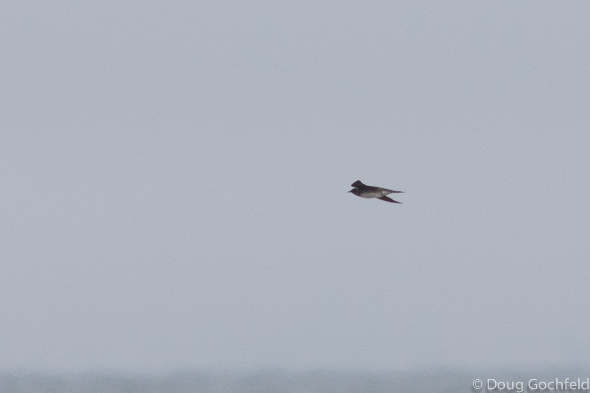 Purple Martin - Doug Gochfeld