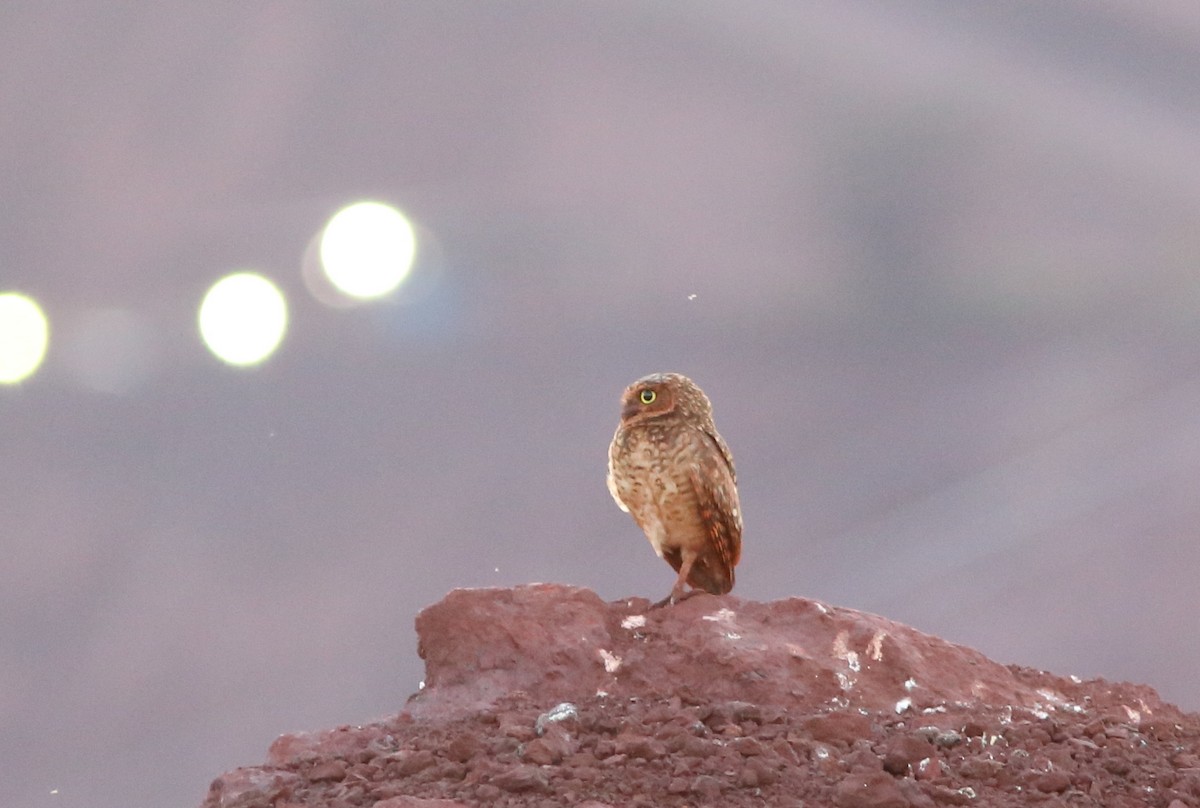 Burrowing Owl - Rohan van Twest