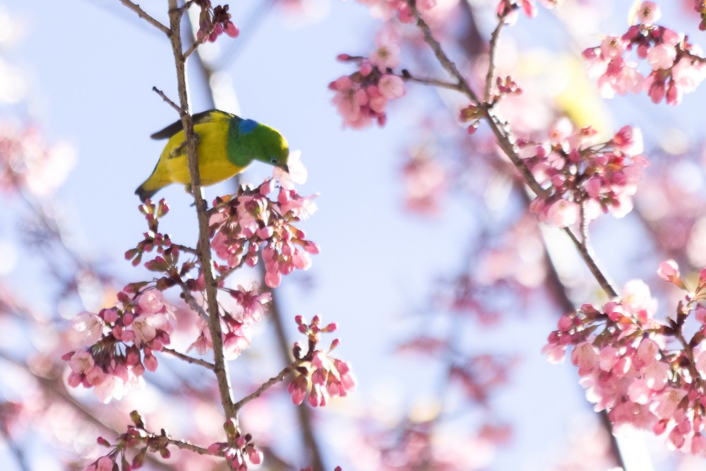 Blue-naped Chlorophonia - ML171191181