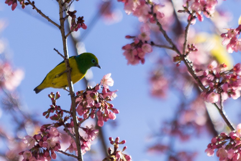 Blue-naped Chlorophonia - ML171191191