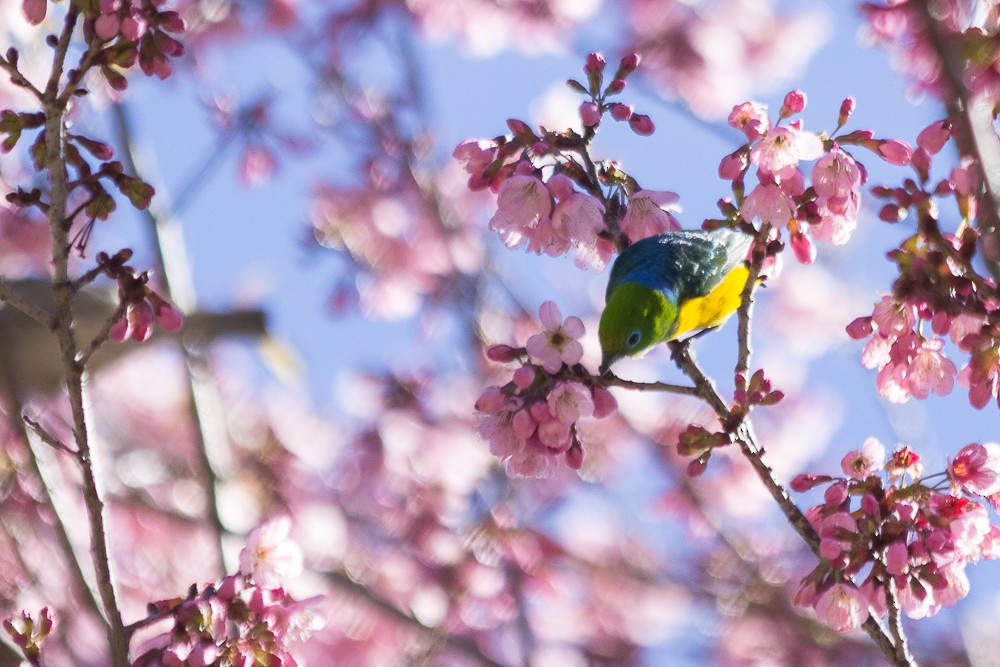 Blue-naped Chlorophonia - ML171191201