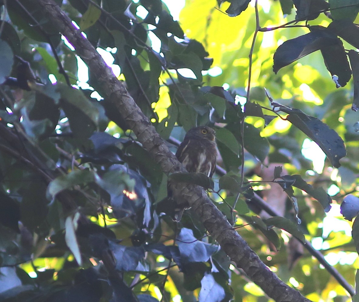 Amazonian Pygmy-Owl - Rohan van Twest