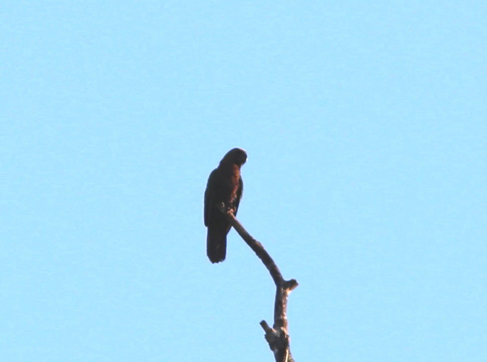 Red-fan Parrot - ML171191591