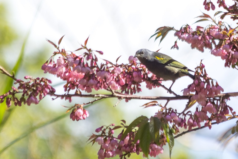 Golden-chevroned Tanager - ML171191681