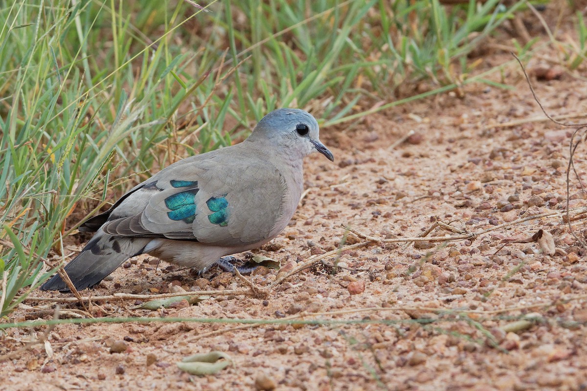 Emerald-spotted Wood-Dove - ML171191871