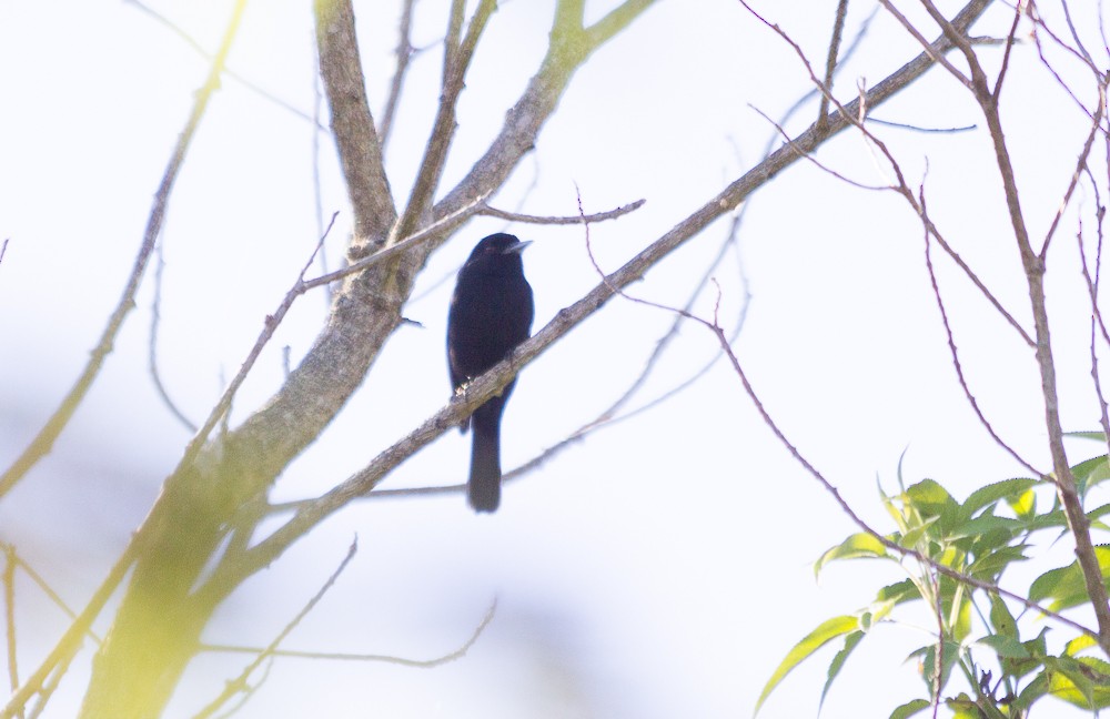 Blue-billed Black-Tyrant - ML171191951