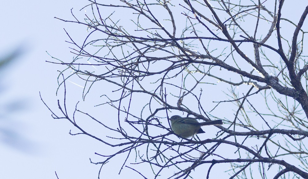 Mottle-cheeked Tyrannulet - ML171192001