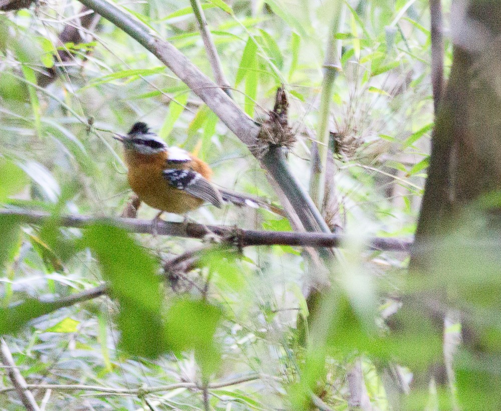 Bertoni's Antbird - ML171192431