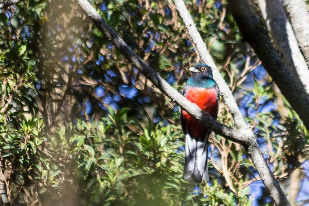 Surucua Trogon - Enio Moraes