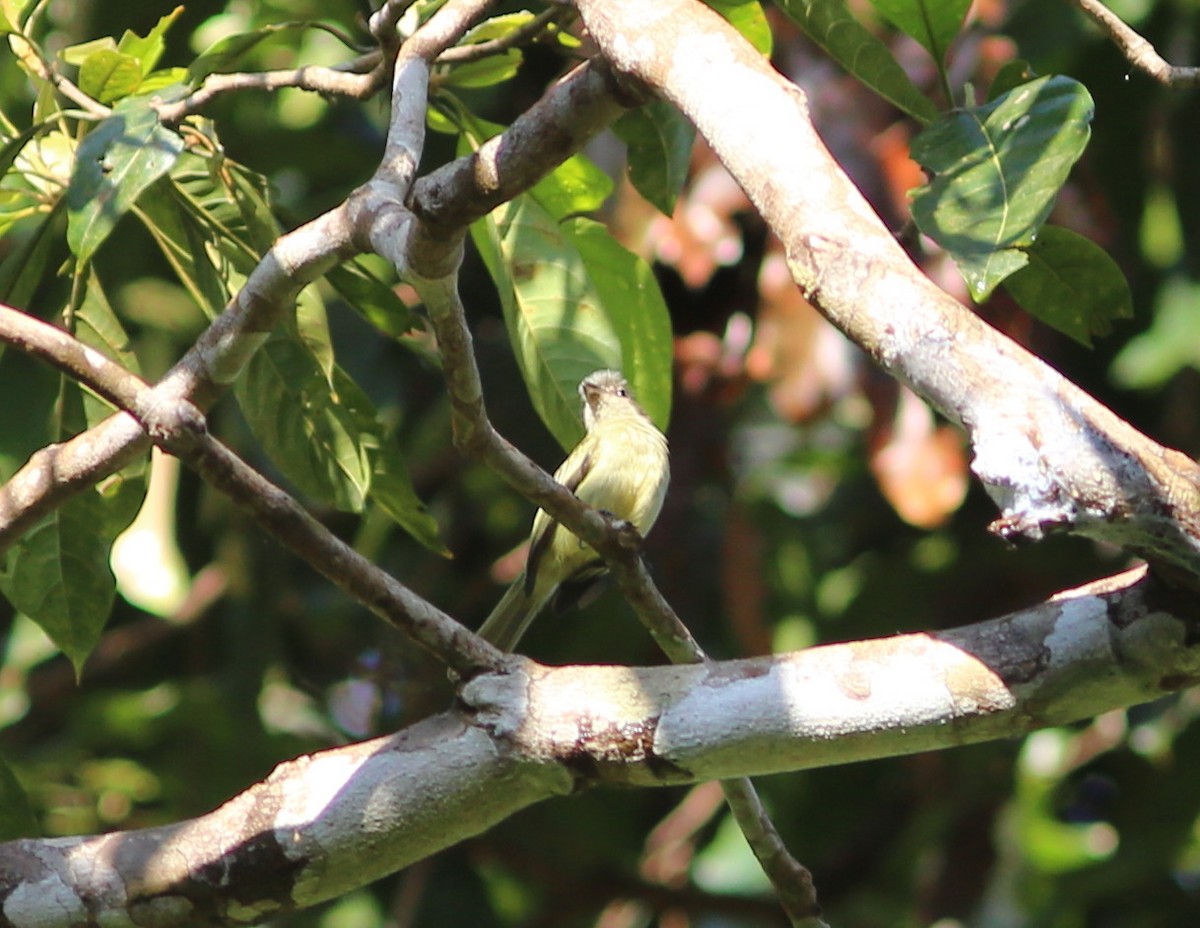 Gray-crowned Flatbill - Rohan van Twest