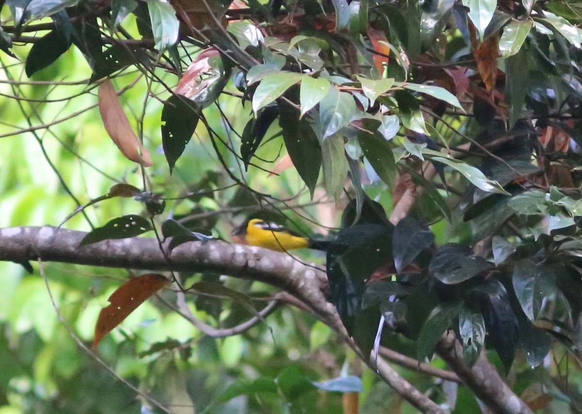 White-winged Shrike-Tanager - Rohan van Twest