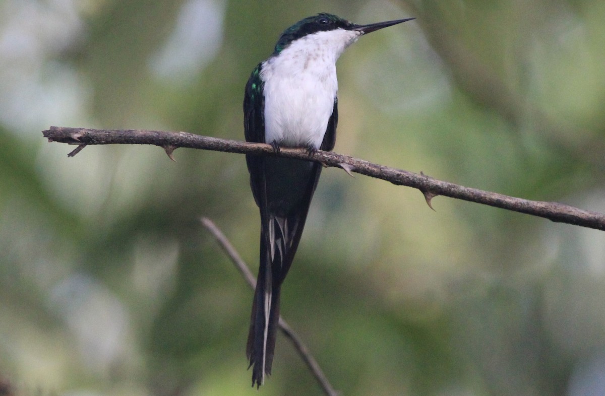 Purple-crowned Fairy - ML171193121