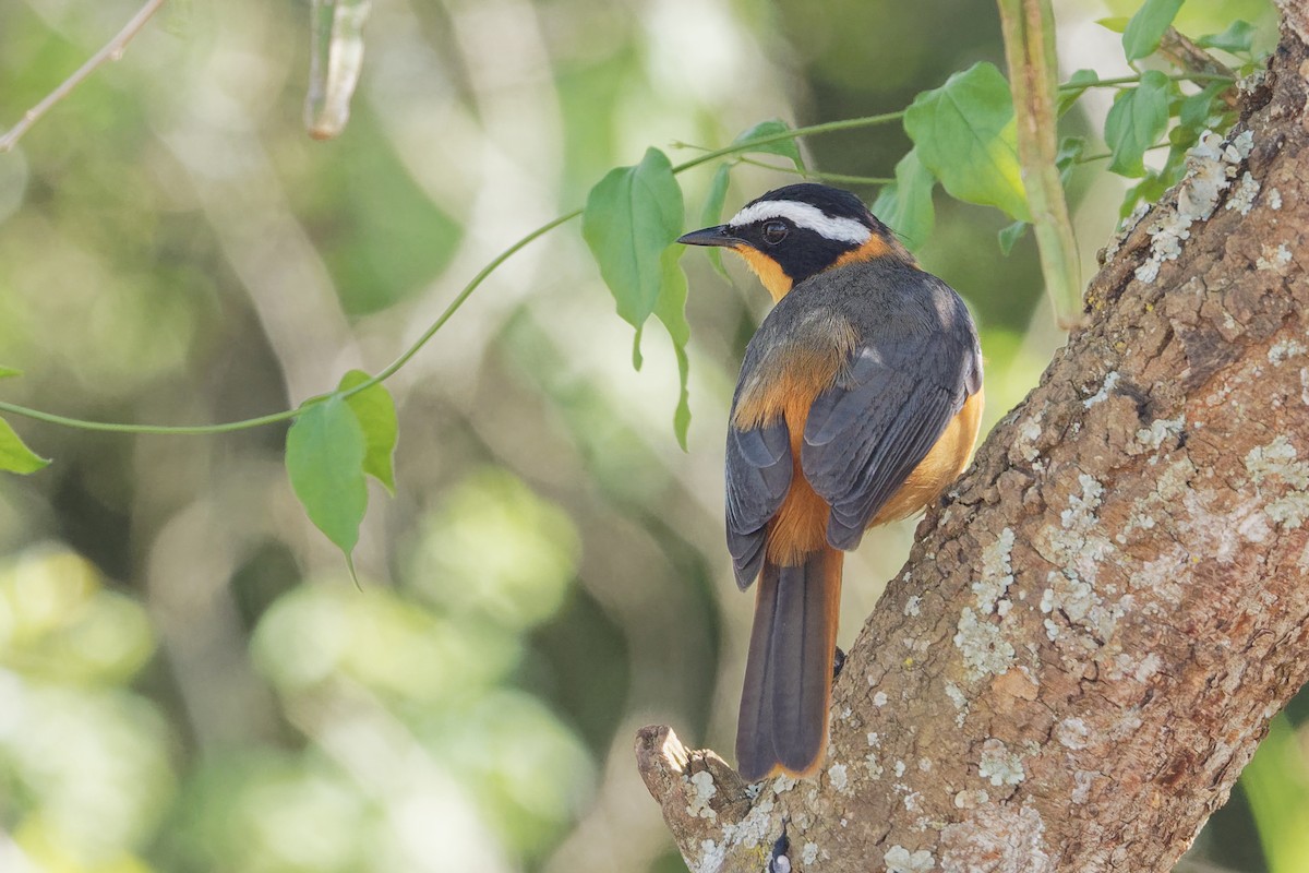 White-browed Robin-Chat - Vincent Wang