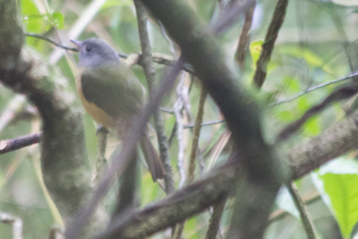 Gray-hooded Flycatcher - Enio Moraes