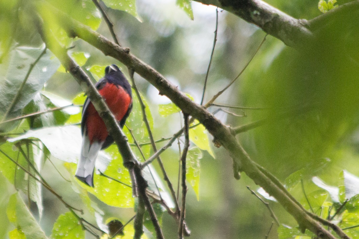 Surucua Trogon - Enio Moraes