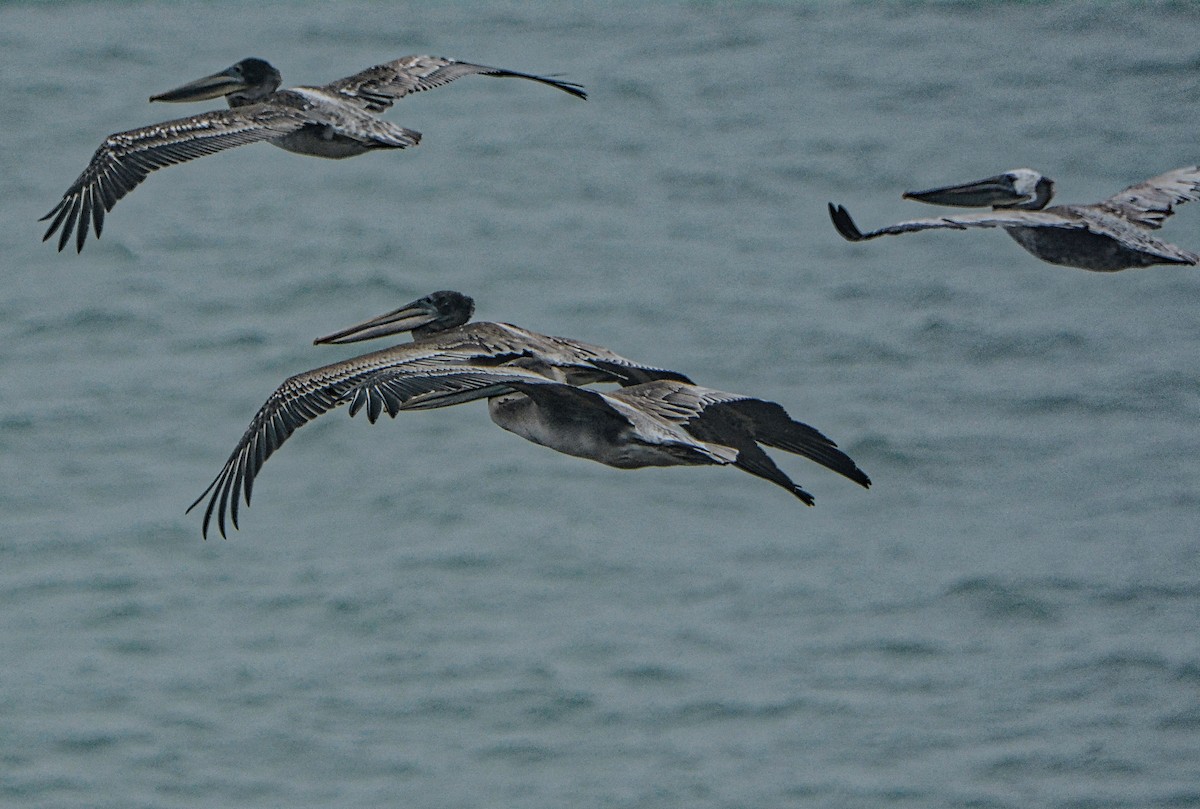 Brown Pelican - ML171193921