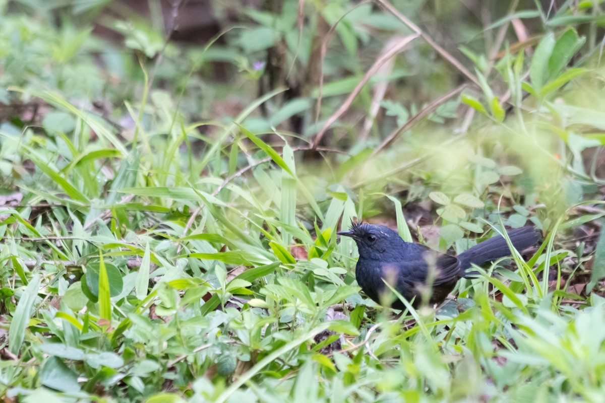 Slaty Bristlefront - Enio Moraes